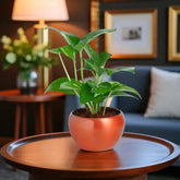 Personalised Magnet Money Plant Set